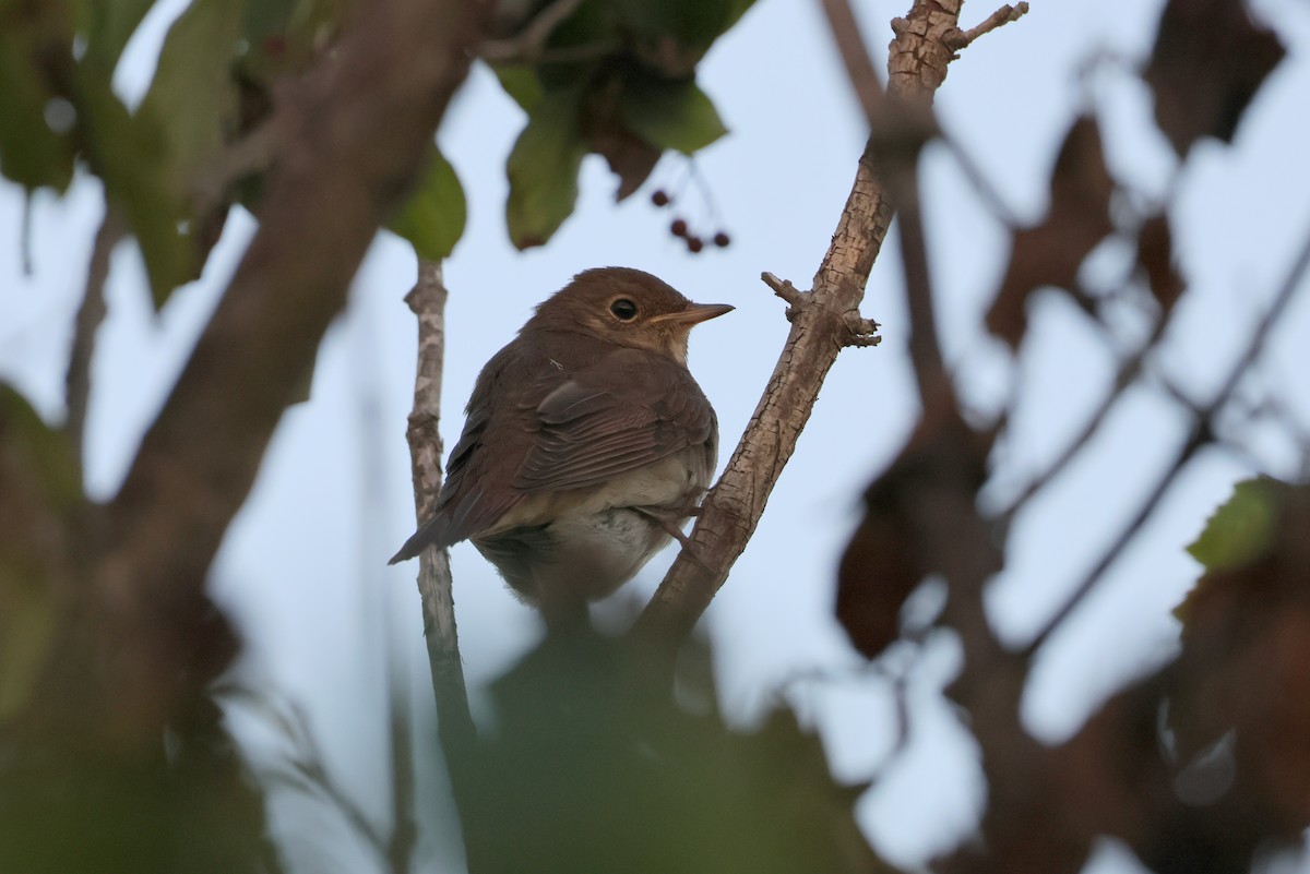 Thrush Nightingale - ML642578526