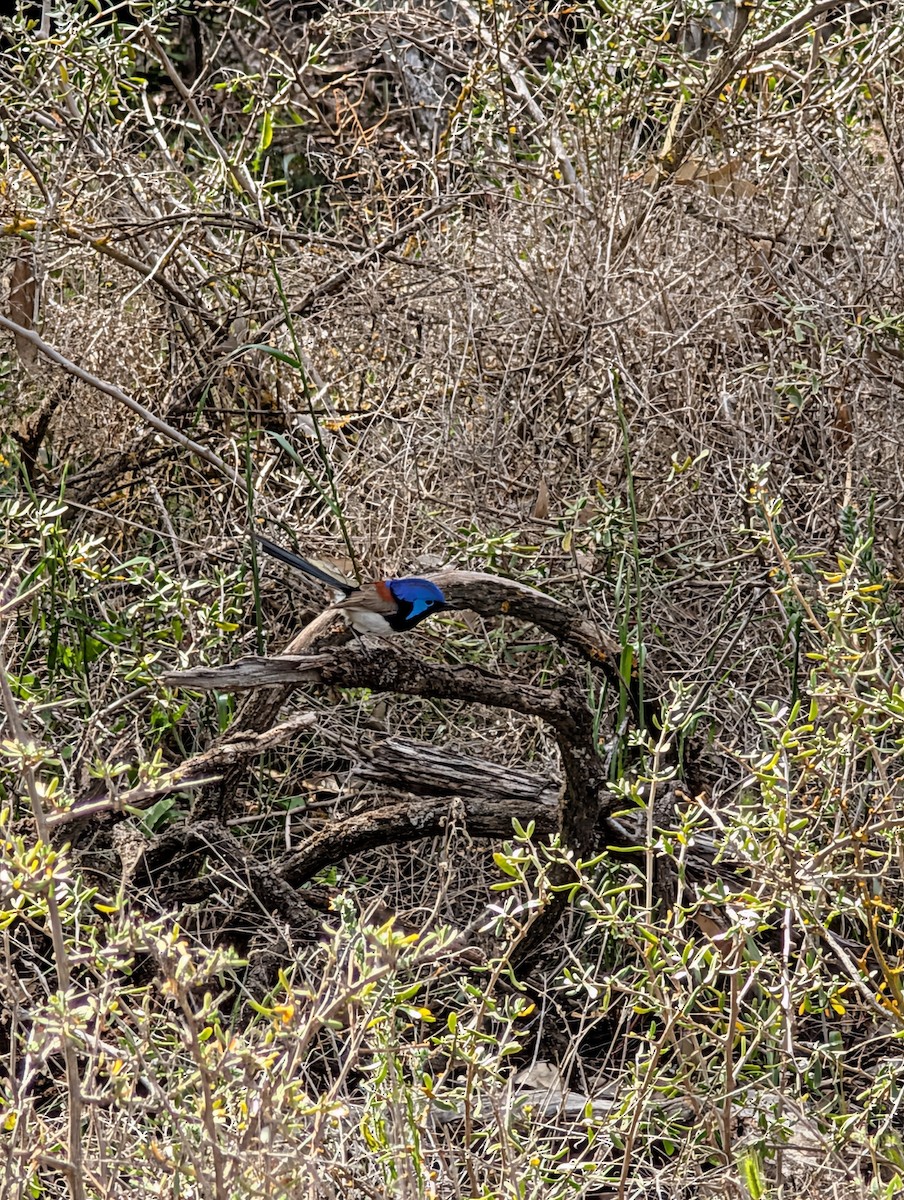 Purple-backed Fairywren - ML642578550