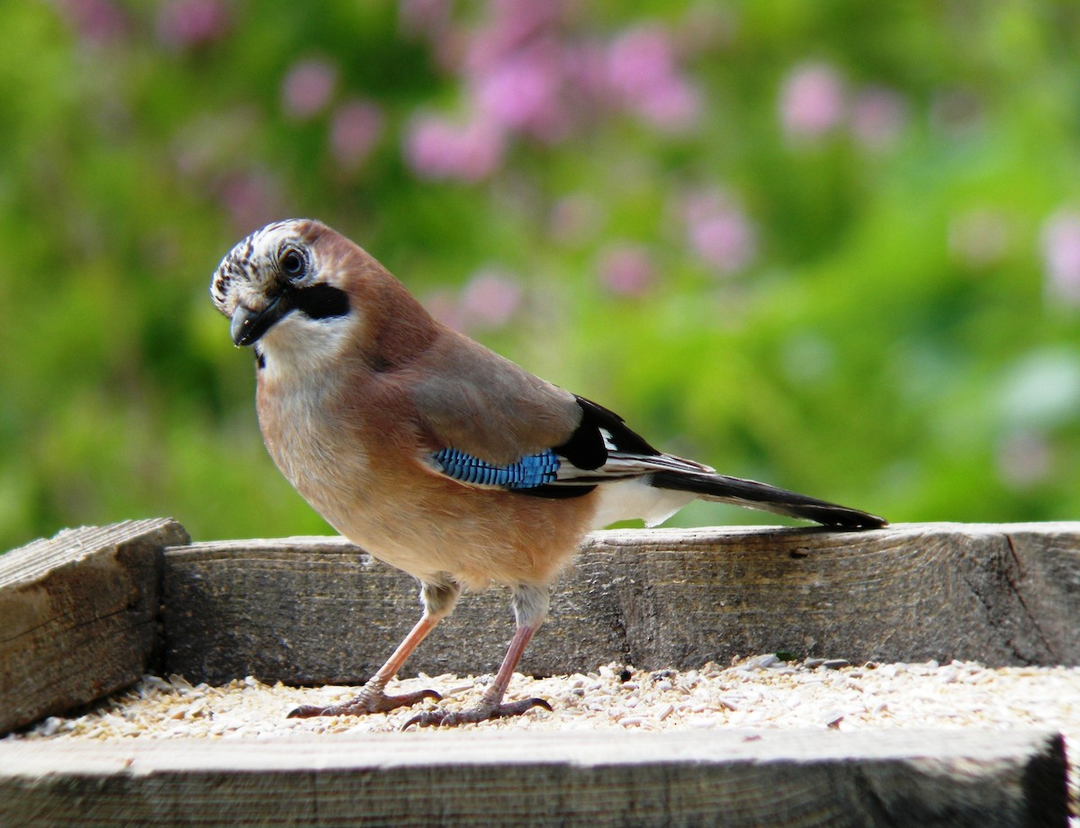 Eichelhäher - ML642578552