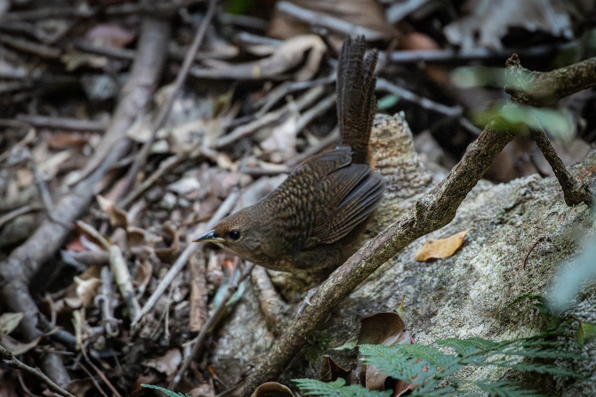 Rufous Scrub-bird - ML642578566