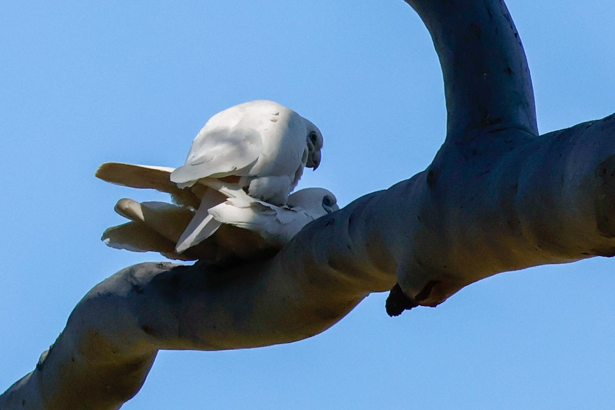Little Corella - ML642578568