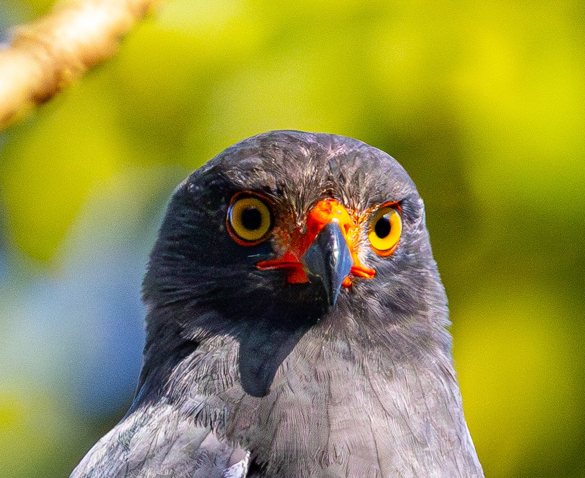 Buse ardoisée - ML642578577