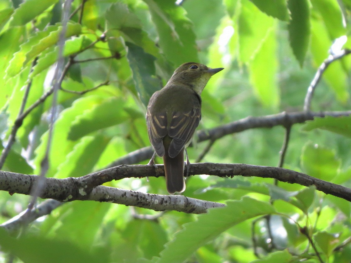 Narcissus Flycatcher - ML642578582