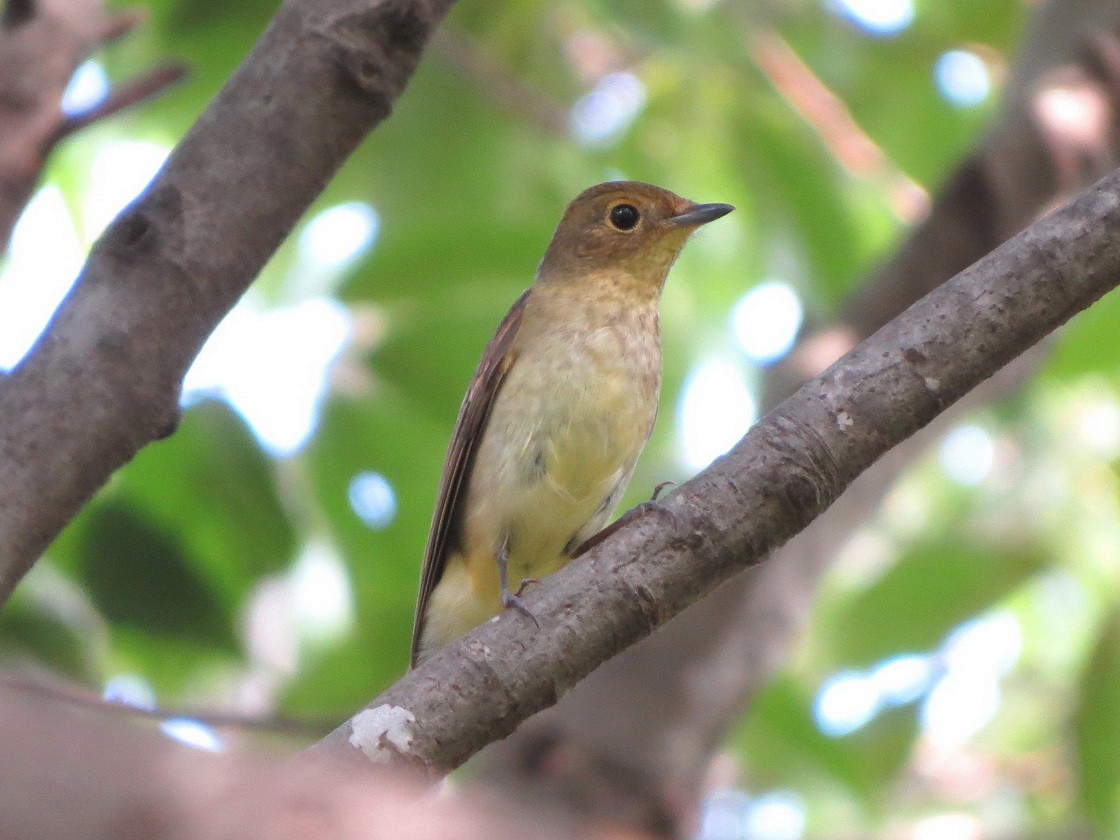 Narcissus Flycatcher - ML642578586