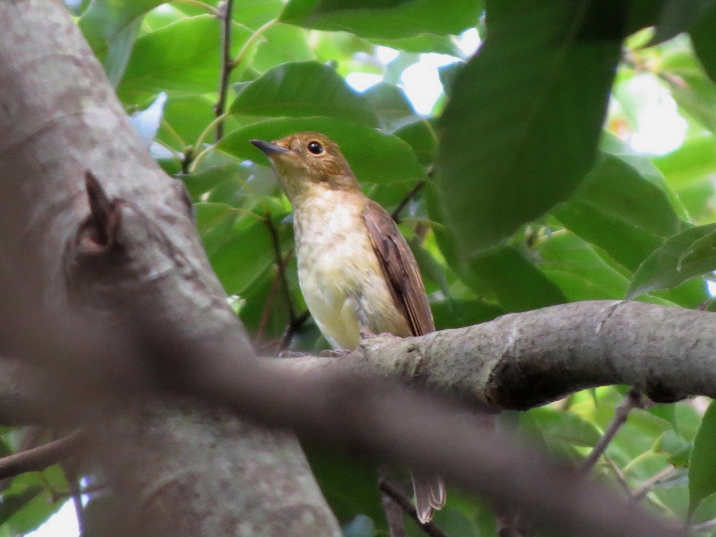 Narcissus Flycatcher - ML642578592