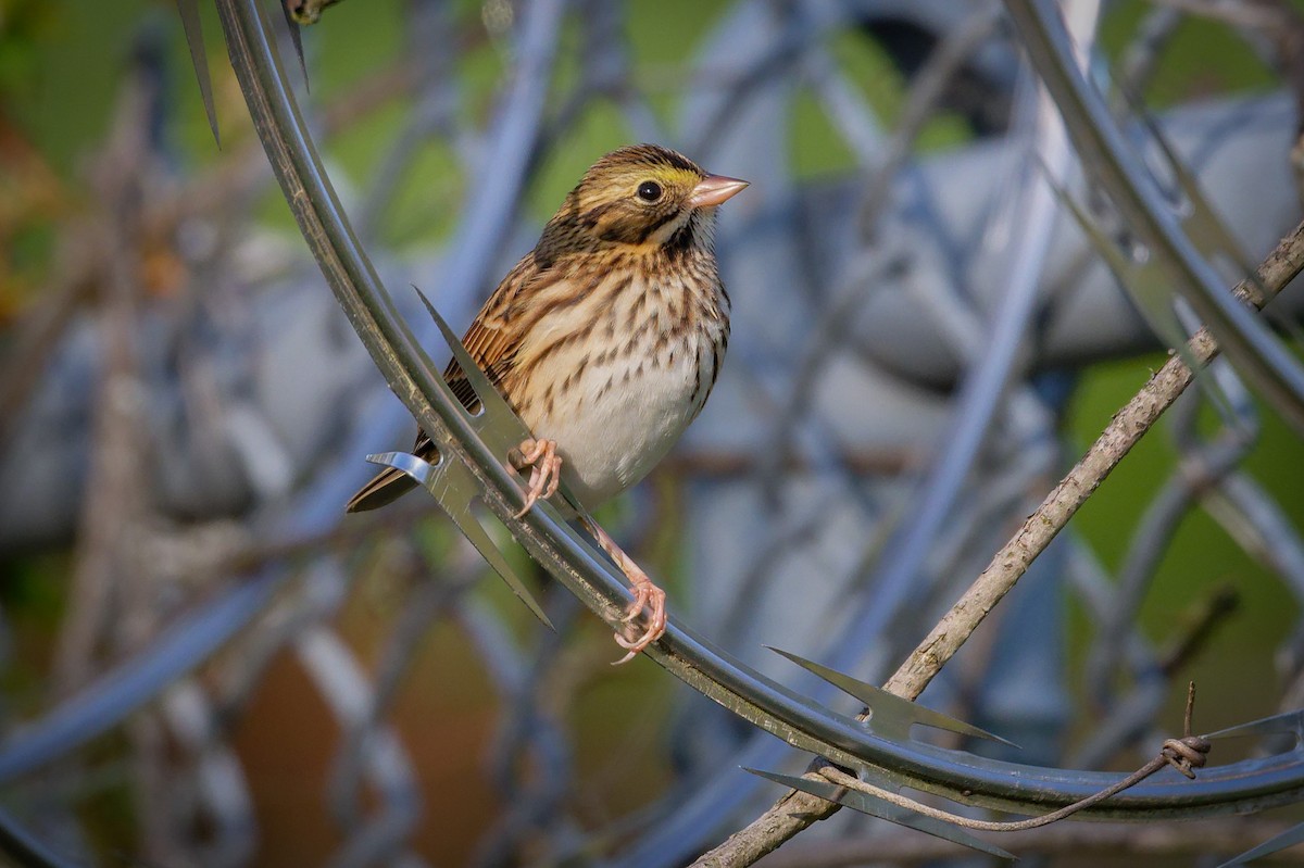Savannah Sparrow - ML642578629