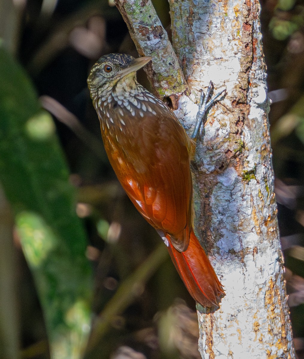 Straight-billed Woodcreeper - ML642578683