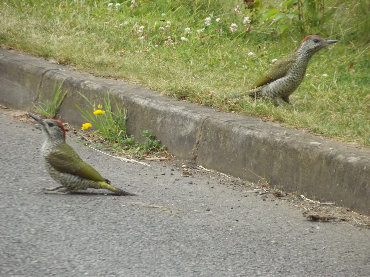 Eurasian Green Woodpecker - ML642578686