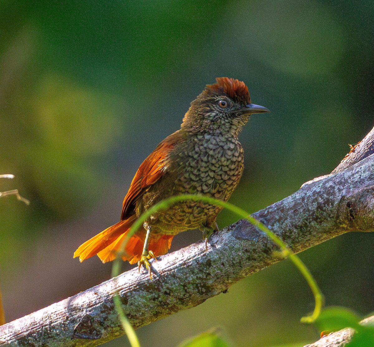 Scaled Spinetail - ML642578690
