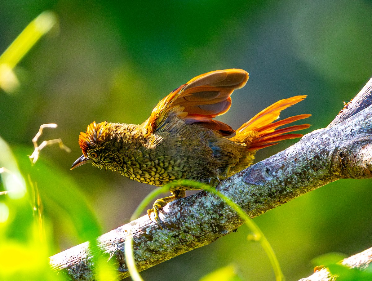 Scaled Spinetail - ML642578691