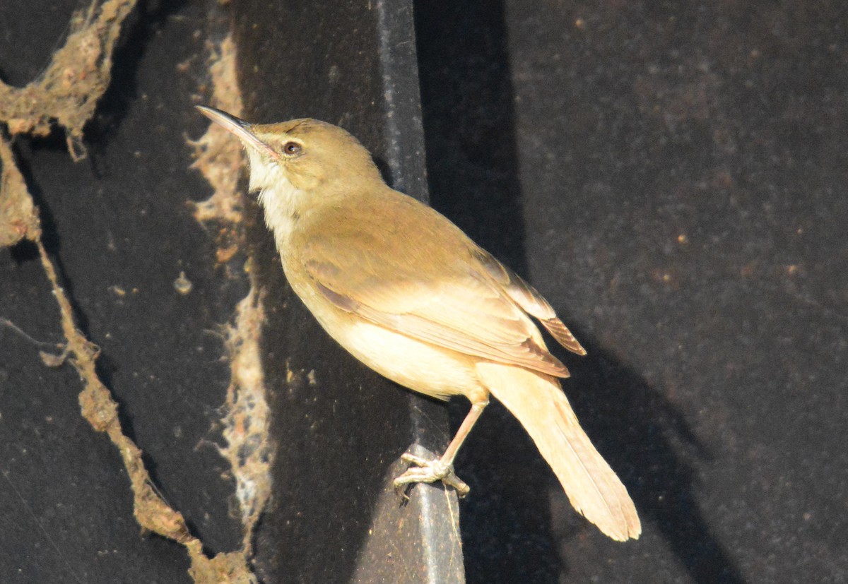 Clamorous Reed Warbler - ML642578697