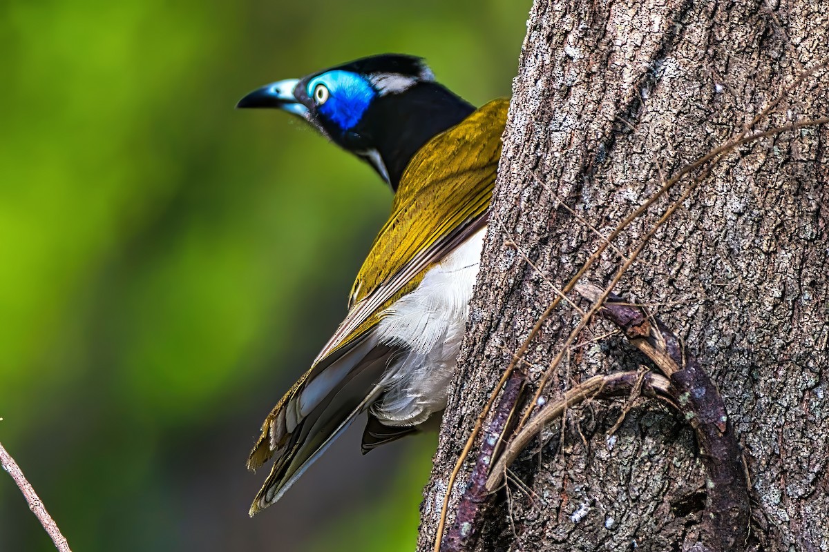 Blue-faced Honeyeater (Blue-faced) - ML642578790