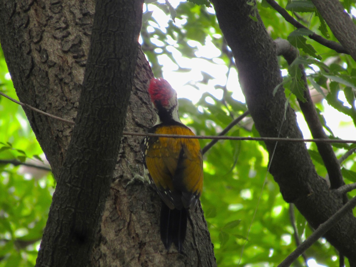 Black-rumped Flameback - ML642578792