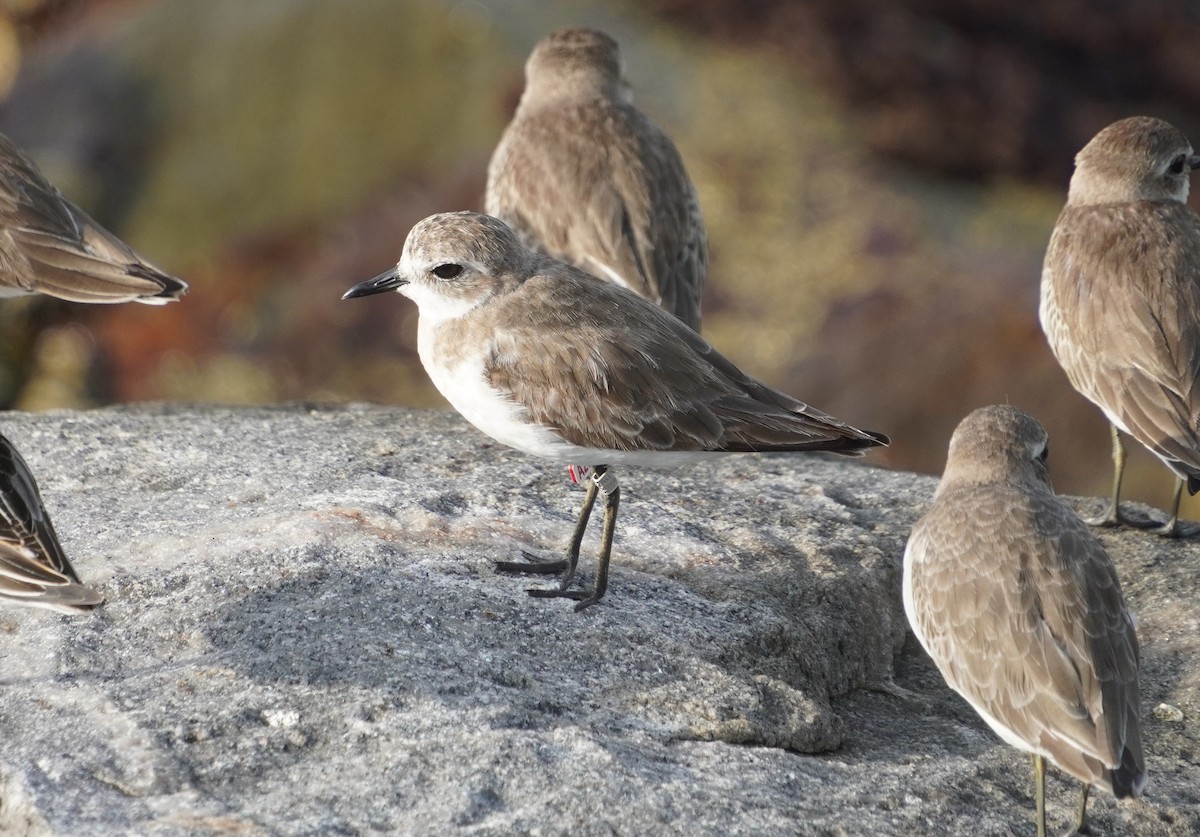 Tibetan Sand-Plover - ML642578793