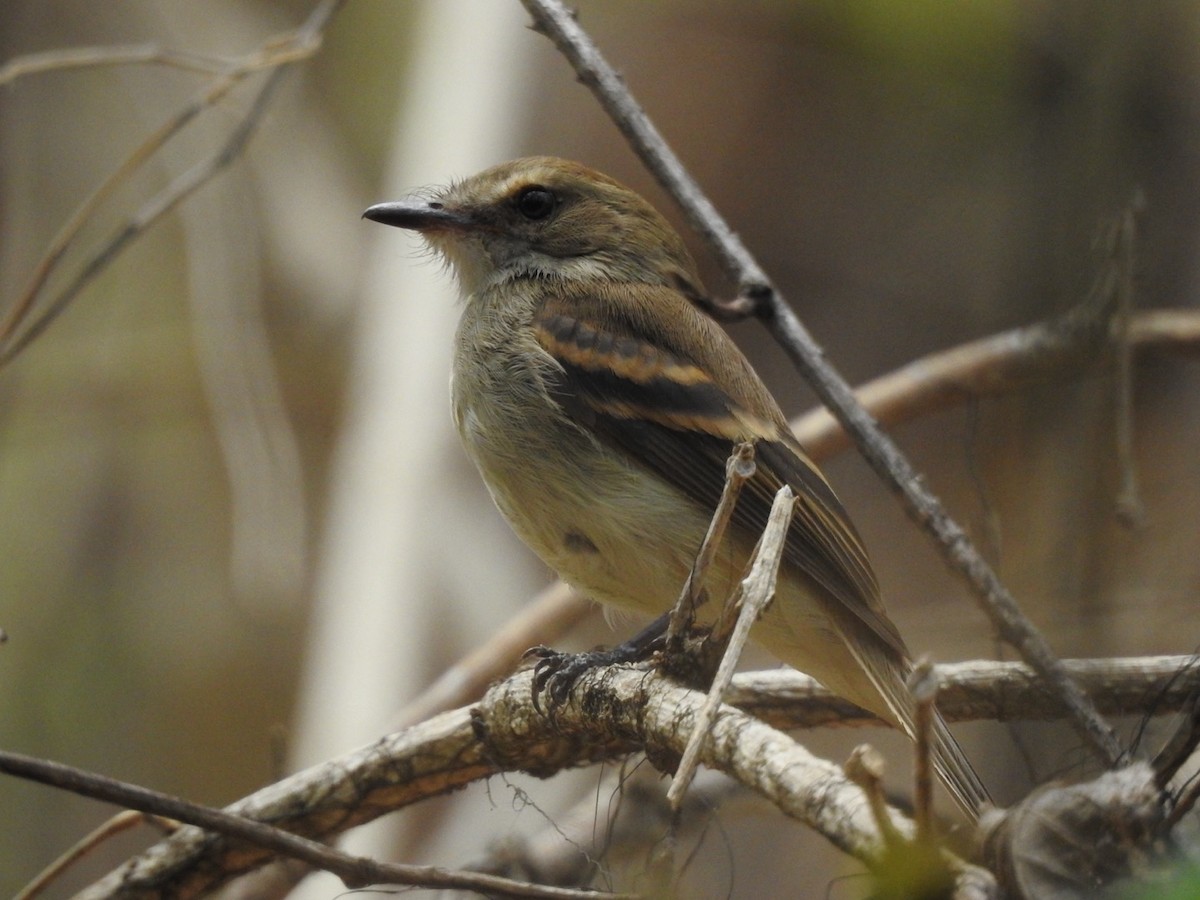 Fuscous Flycatcher - ML642578795
