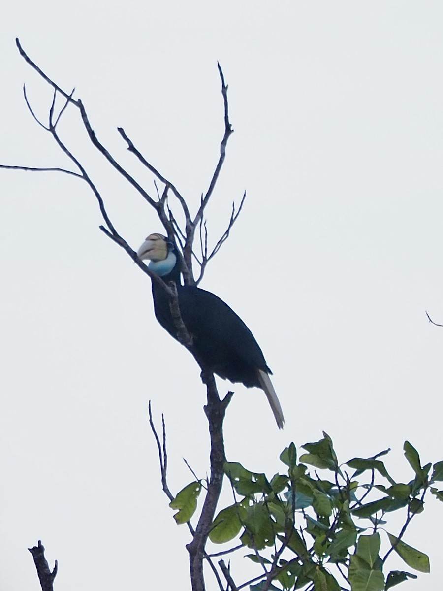 Blyth's Hornbill - ML642578796
