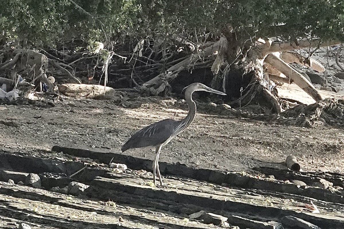 Great-billed Heron - ML642578800
