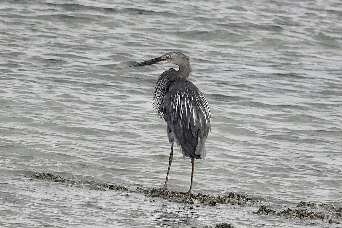 Great-billed Heron - ML642578801