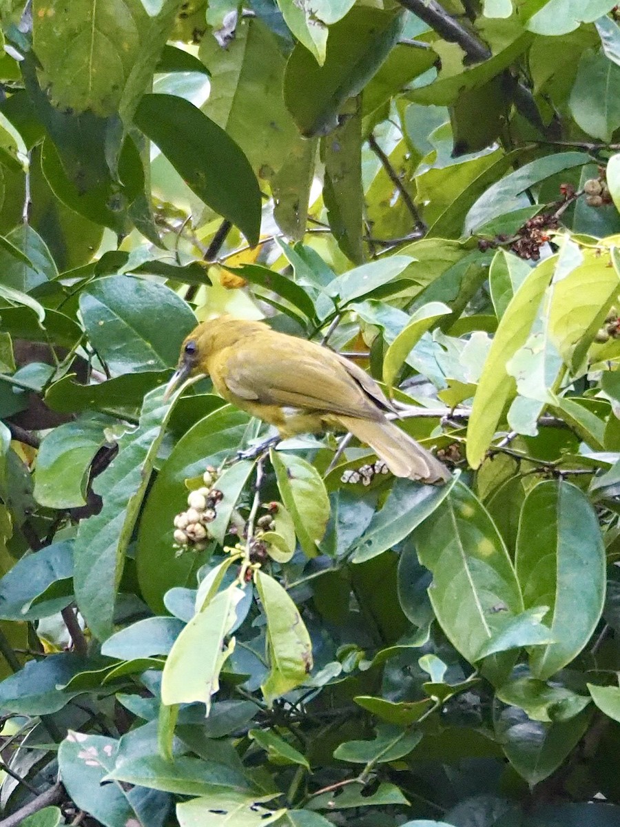 Halmahera Golden-Bulbul - ML642578823