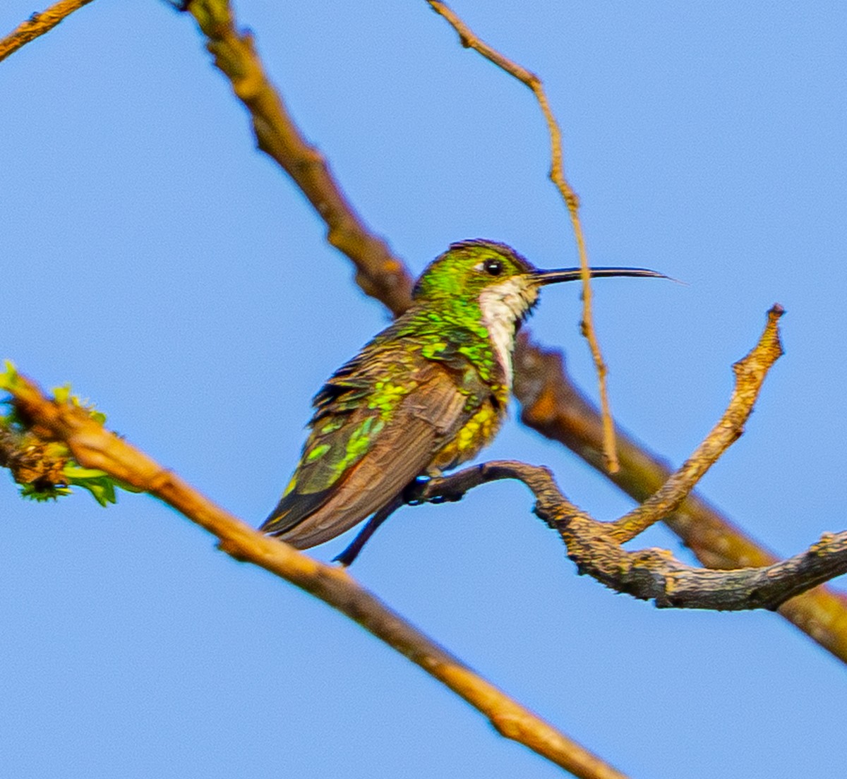 grønnstrupemango - ML642578843