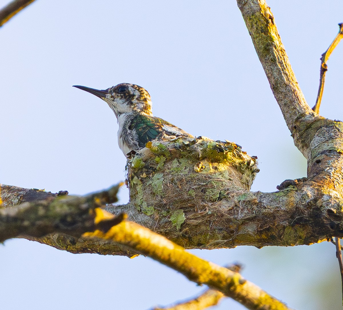 grønnstrupemango - ML642578844