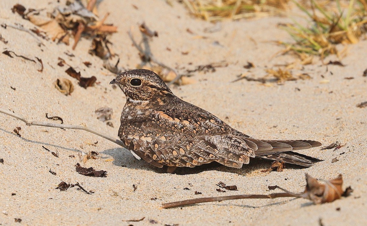 Lesser Nighthawk - ML642578845