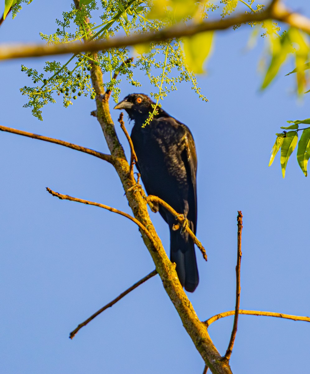 Giant Cowbird - ML642578928