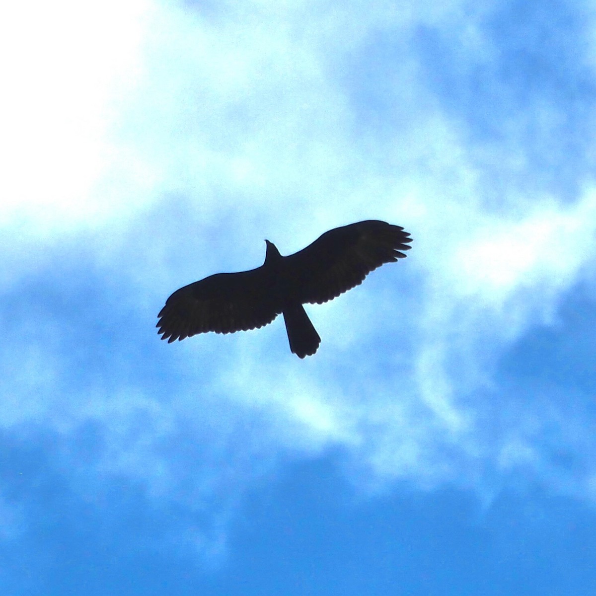 Gurney's Eagle - ML642578938
