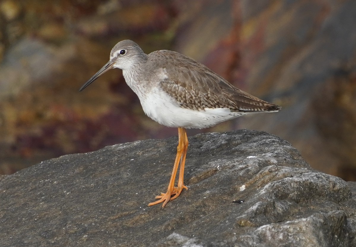 Common Redshank - ML642578940