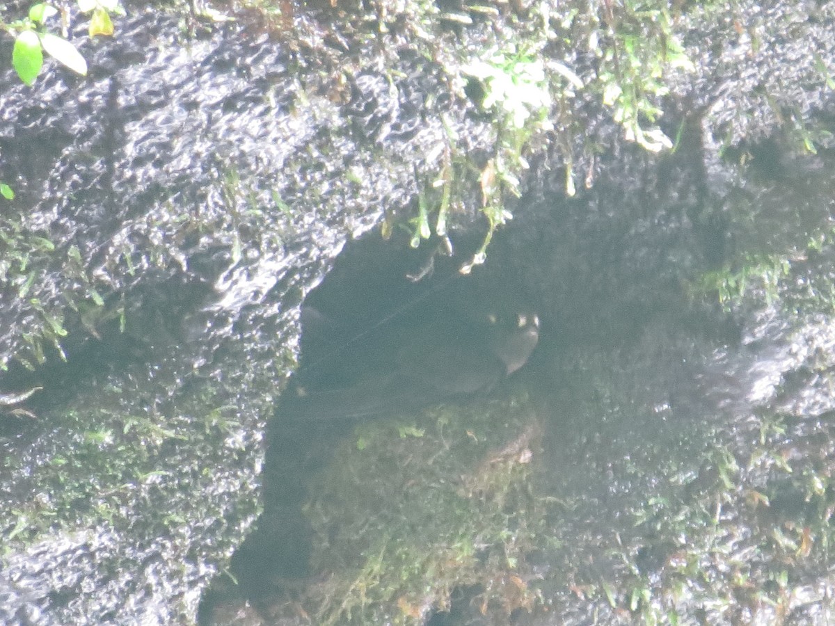 Spot-fronted Swift - ML642579023