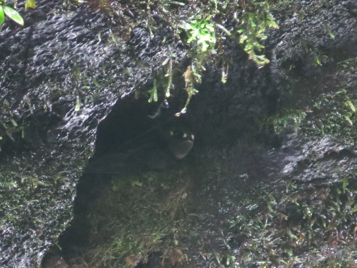 Spot-fronted Swift - ML642579024