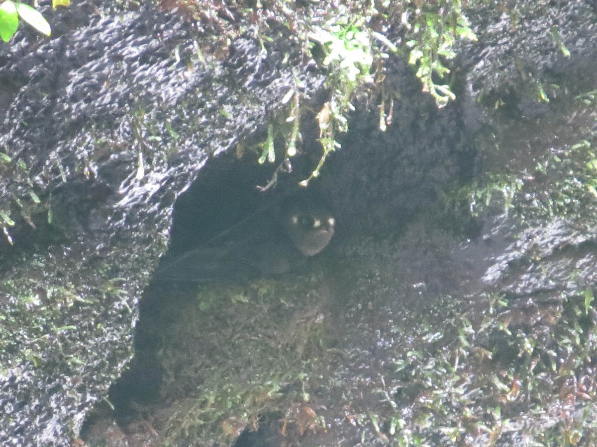 Spot-fronted Swift - ML642579025