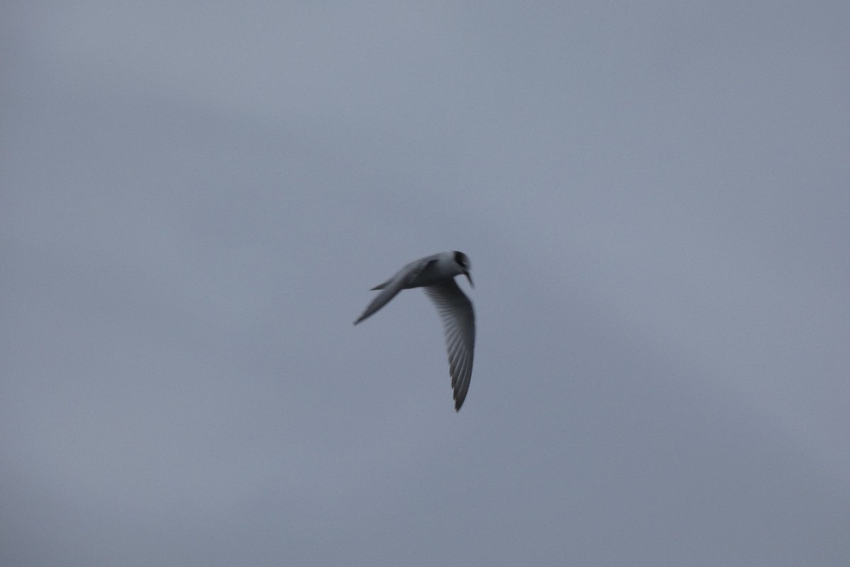 rybák malý - ML642579027