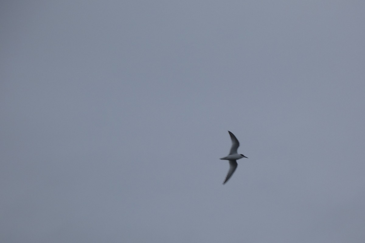 rybák malý - ML642579028