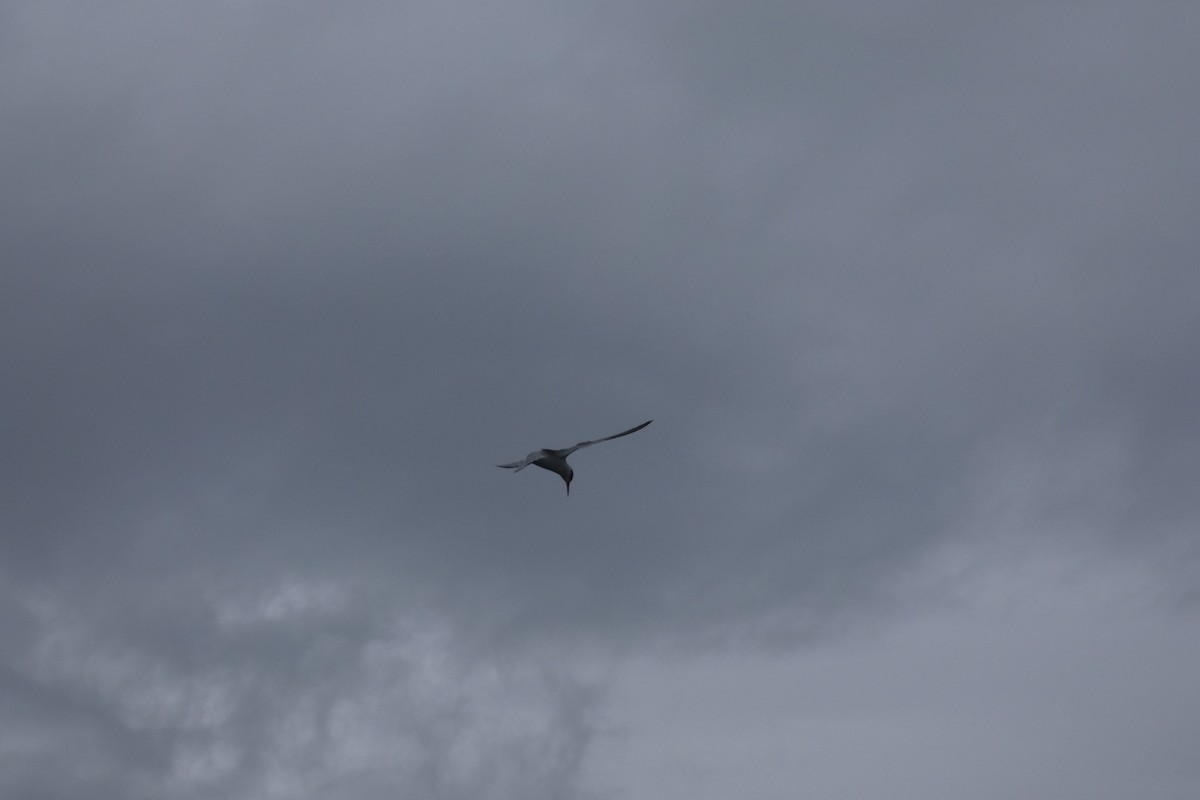 rybák malý - ML642579029