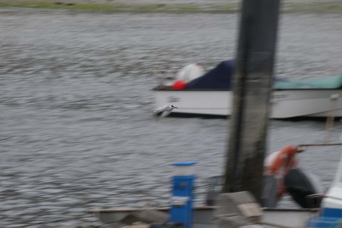 rybák malý - ML642579030