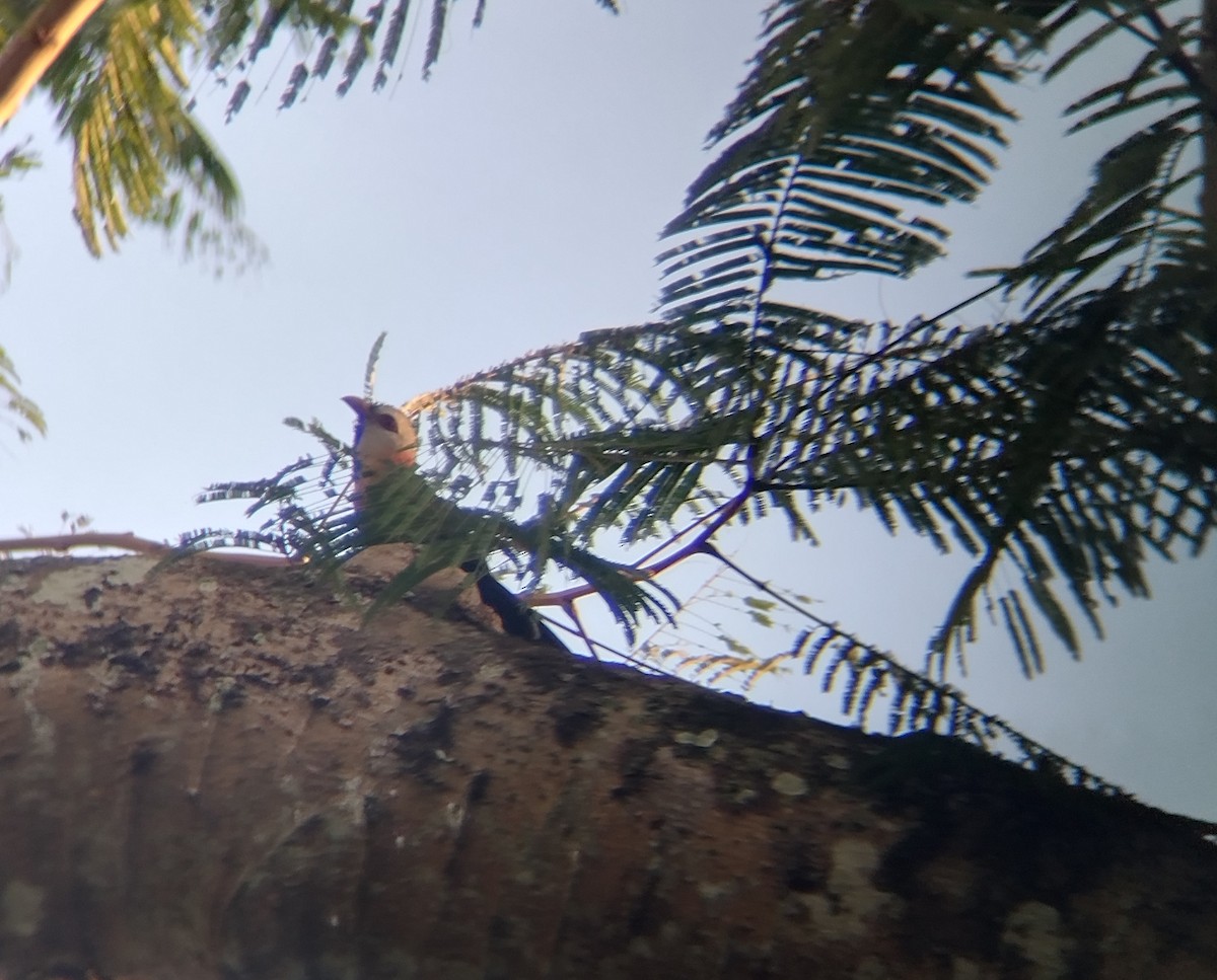 Scale-feathered Malkoha - ML642579034