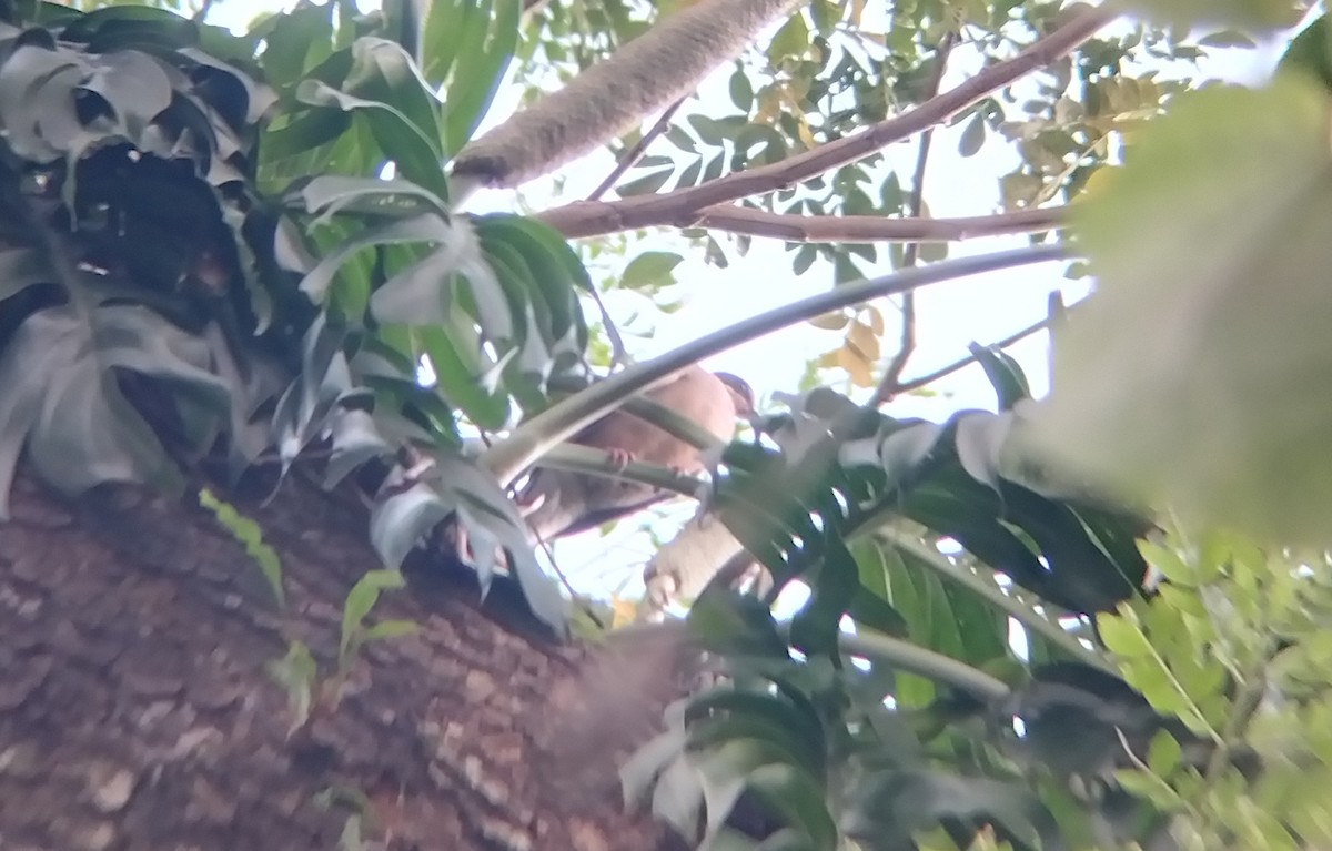 White-eared Brown-Dove - ML642579041