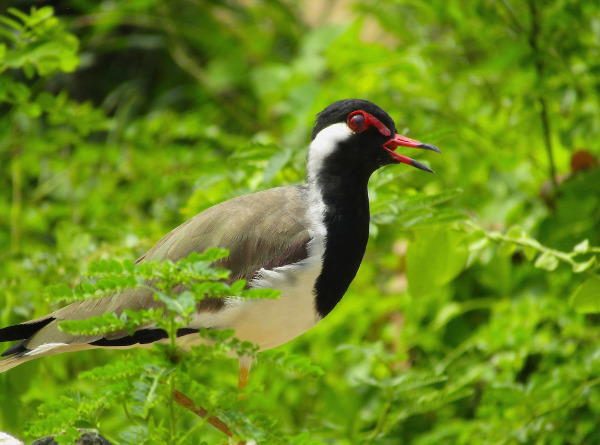 Red-wattled Lapwing - ML642579046