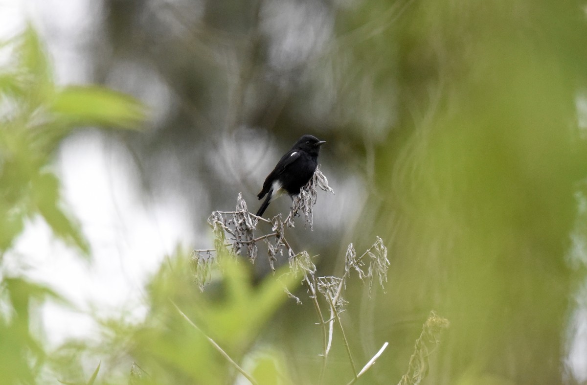 Pied Bushchat - ML642579101
