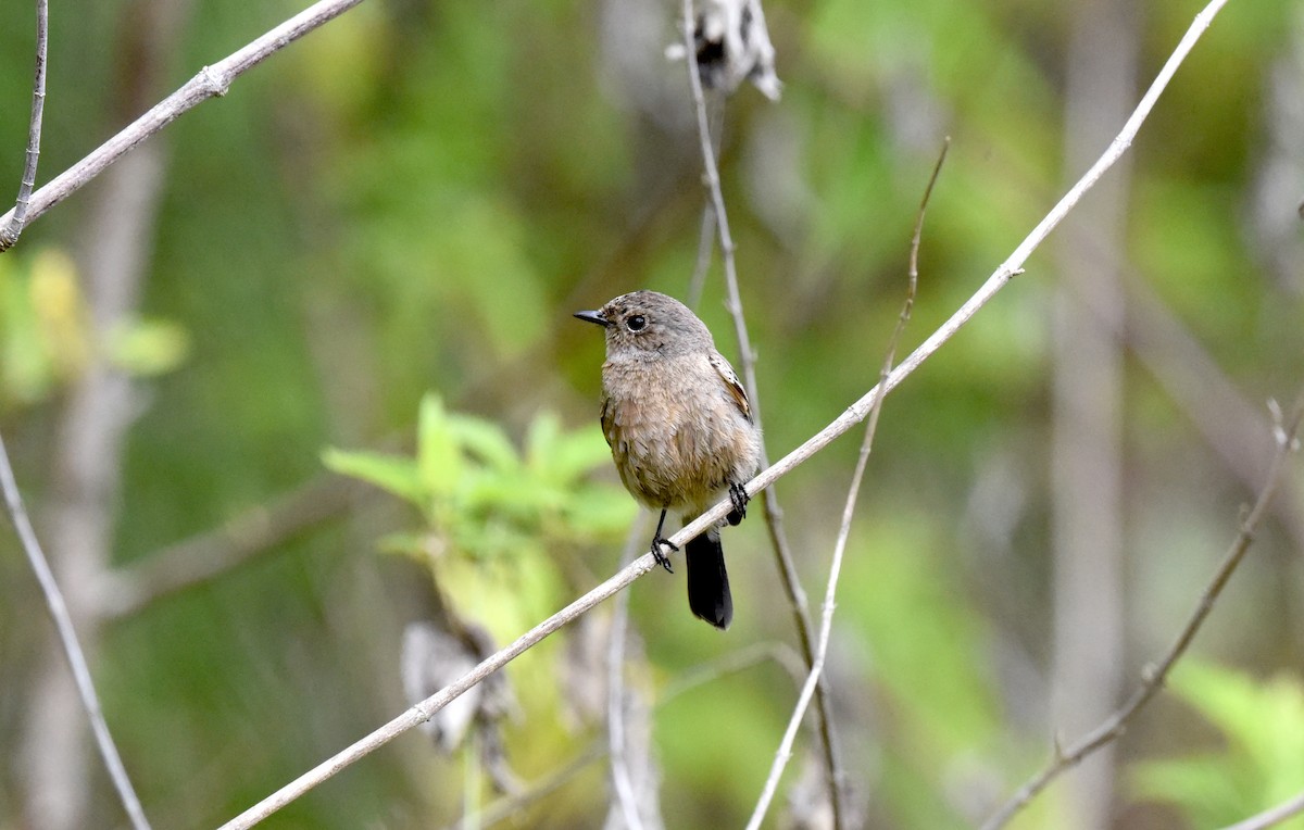 Pied Bushchat - ML642579107