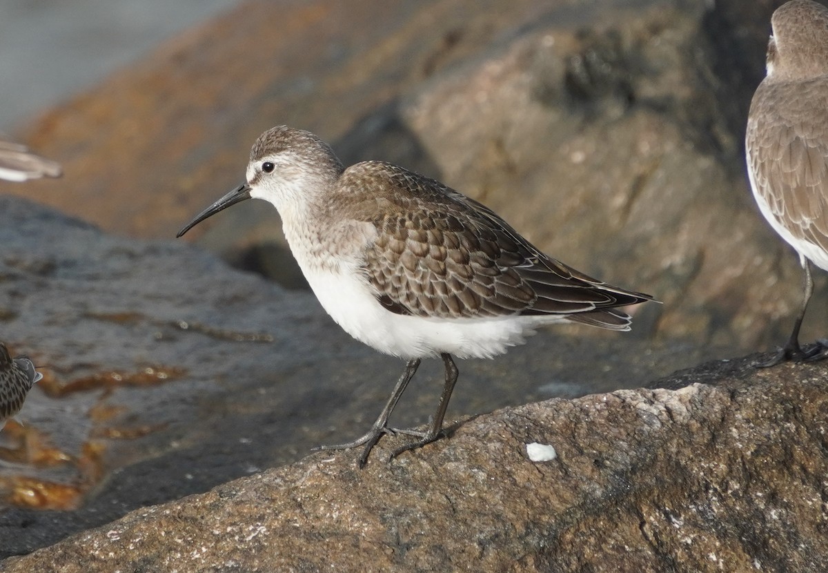 Curlew Sandpiper - ML642579110