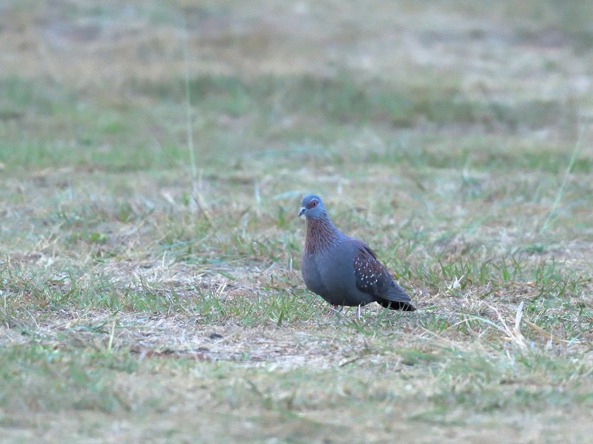 Speckled Pigeon - ML642579141
