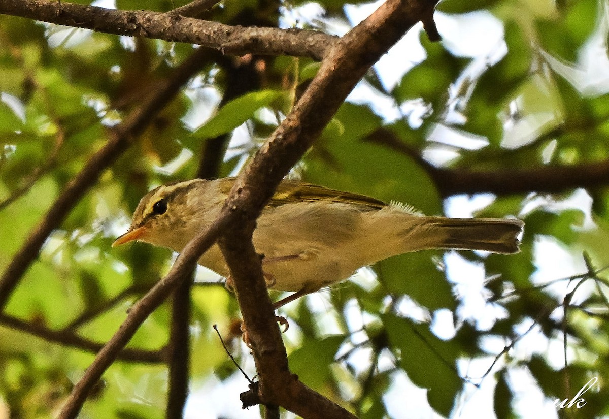 Western Crowned Warbler - ML642579152