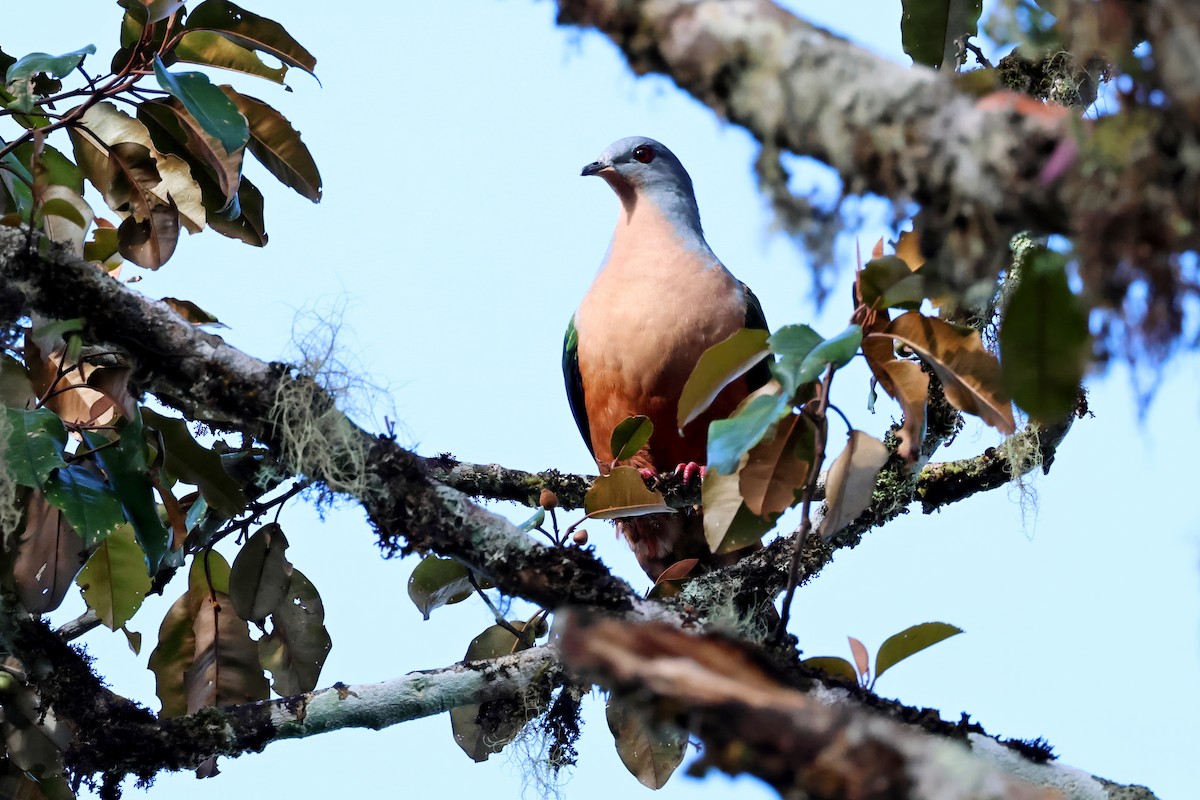 Rufescent Imperial-Pigeon - ML642579194