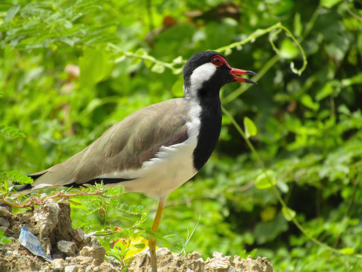 Red-wattled Lapwing - ML642579228