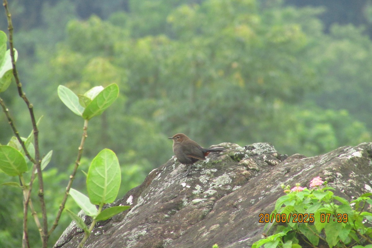 Indian Robin - ML642579229