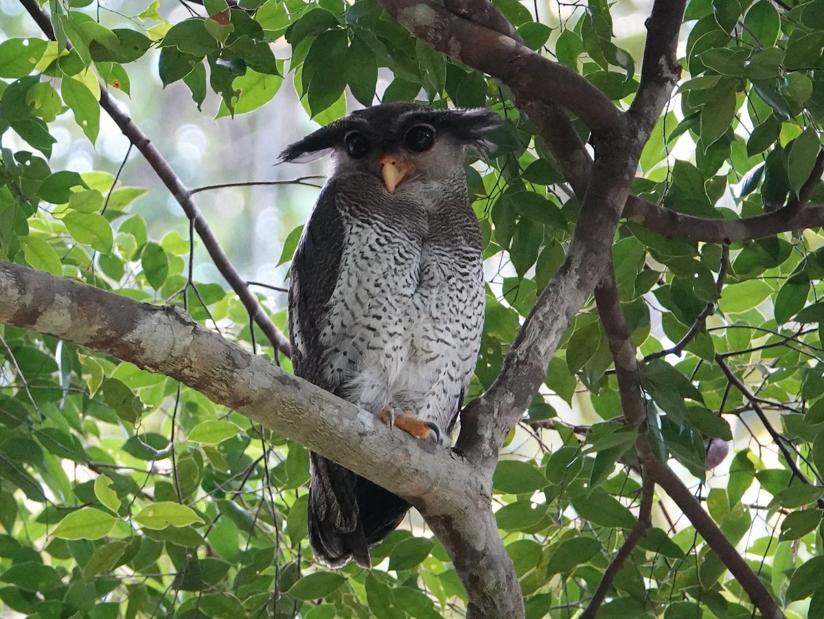 Barred Eagle-Owl - ML642579268
