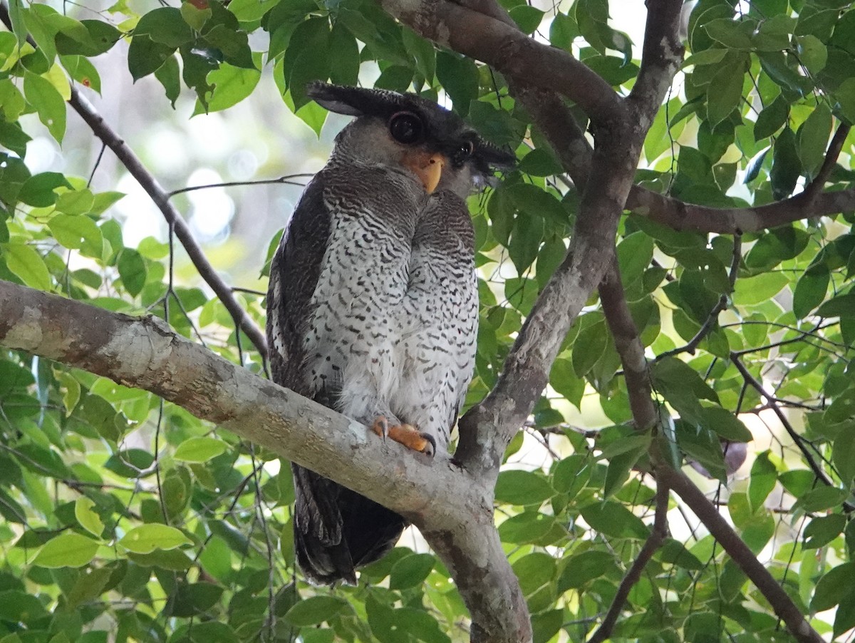 Barred Eagle-Owl - ML642579269