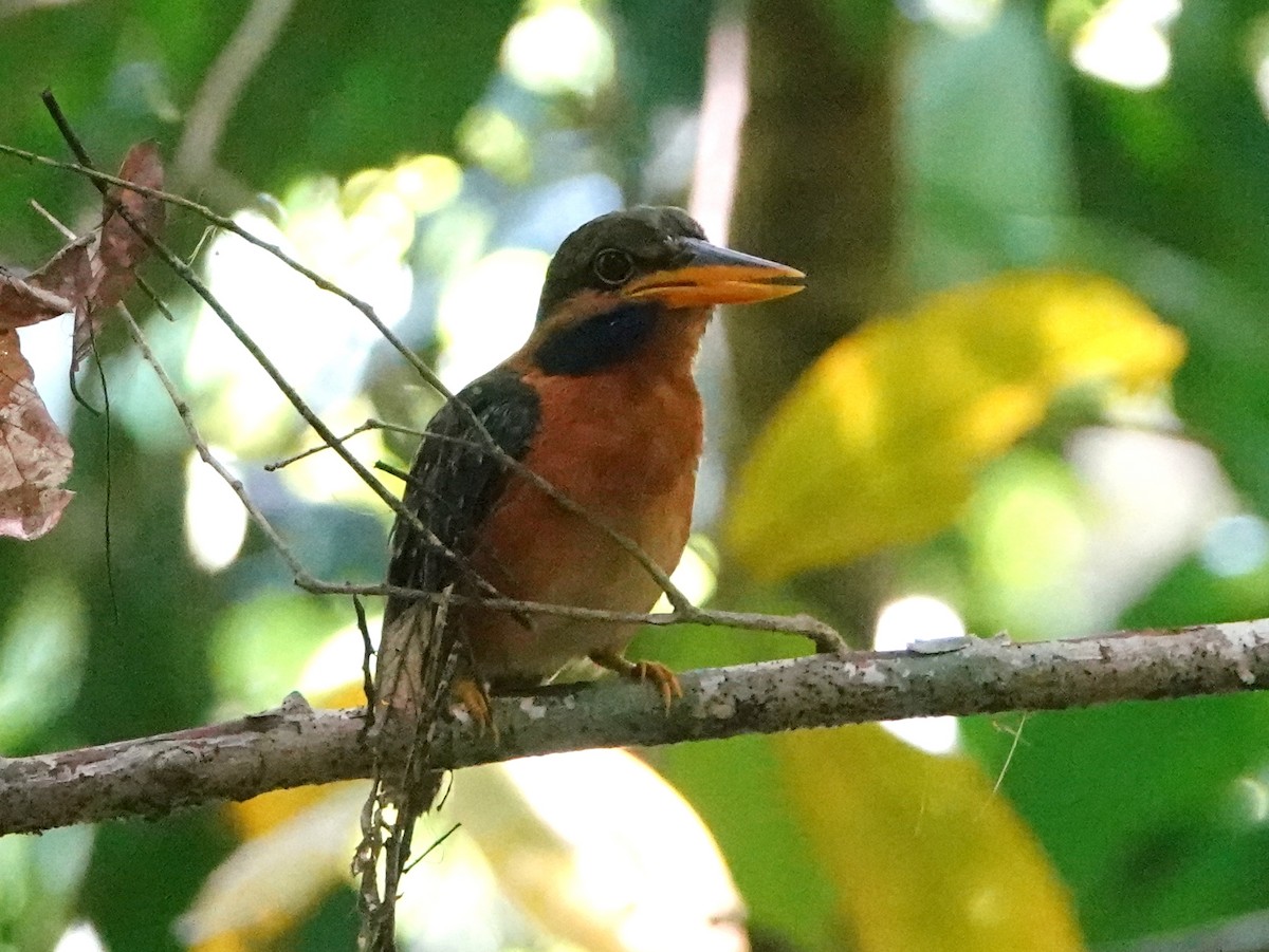 Rufous-collared Kingfisher - ML642579277
